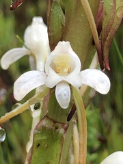 Satyrium eurycalcaratum