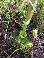 Satyrium eurycalcaratum