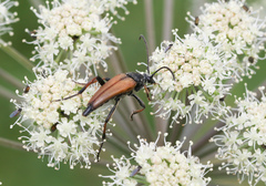 Pedostrangalia pubescens