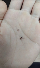 Aedes