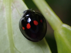 Chilocorus infernalis