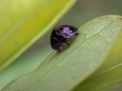 Chilocorus infernalis