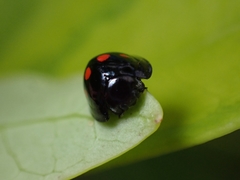 Chilocorus infernalis