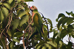 Psittacula alexandri fasciata