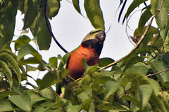 Psittacula alexandri fasciata