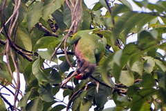 Psittacula alexandri fasciata