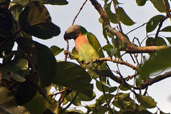 Psittacula alexandri fasciata