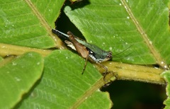 Scaria