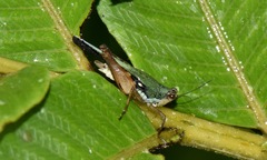 Scaria