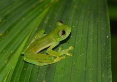 Espadarana prosoblepon