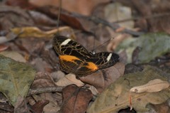 Catuna sikorana