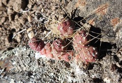 Tephrocactus verschaffeltii