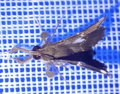 Claterna gracillodina