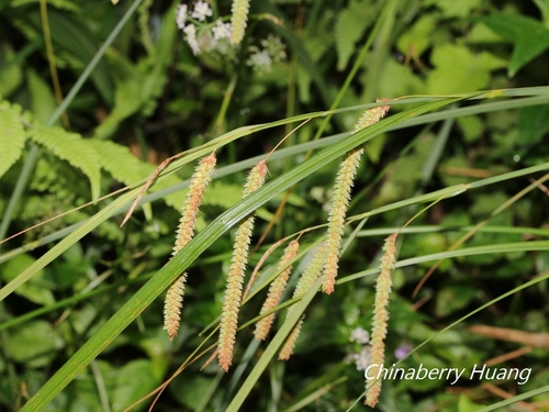 Carex phacota iNat (1)