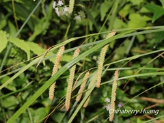 Carex phacota