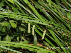 Carex phacota