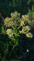 Mikania thapsoides