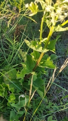 Mikania thapsoides