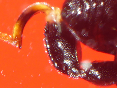 Brachymeria tibialis