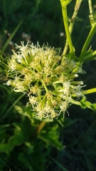 Mikania thapsoides