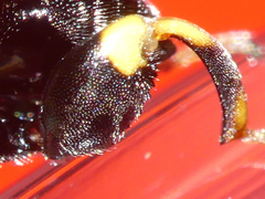 Brachymeria tibialis