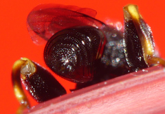 Brachymeria tibialis