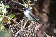 Oreotrochilus chimborazo