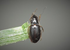 Bradycellus csikii