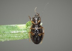 Bradycellus csikii