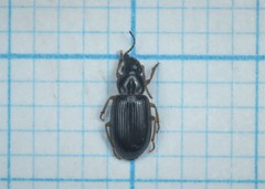 Bradycellus csikii