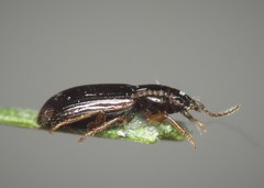 Bradycellus csikii
