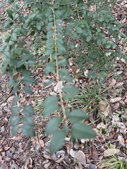 Ligustrum sinense