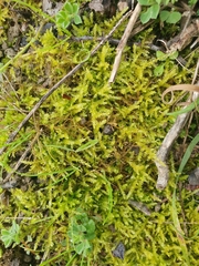 Rhynchostegium megapolitanum
