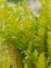 Rhynchostegium megapolitanum