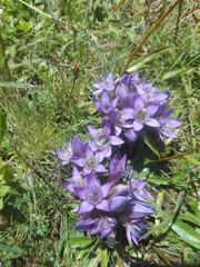 Gentianella austriaca