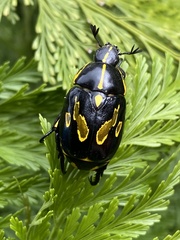 Rutela lineola