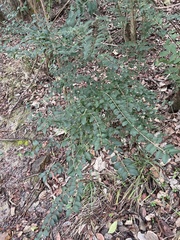 Ligustrum sinense