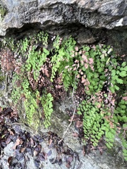 Adiantum capillus-veneris