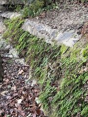 Adiantum capillus-veneris