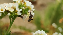 Phymata chilensis chilensis