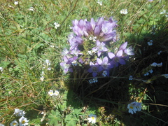 Gentianella austriaca