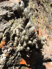 Tillandsia pedicellata