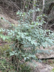 Ligustrum lucidum