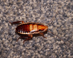 Drymaplaneta heydeniana