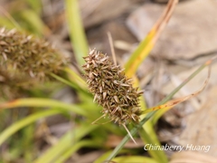 Carex satsumensis