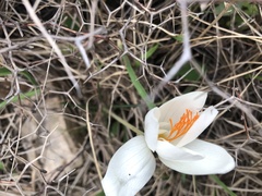 Crocus boryi