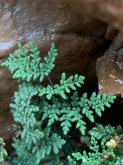 Oeosporangium