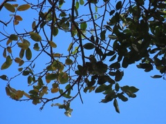 Cleistanthus schlechteri