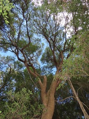 Cleistanthus schlechteri