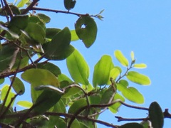 Cleistanthus schlechteri